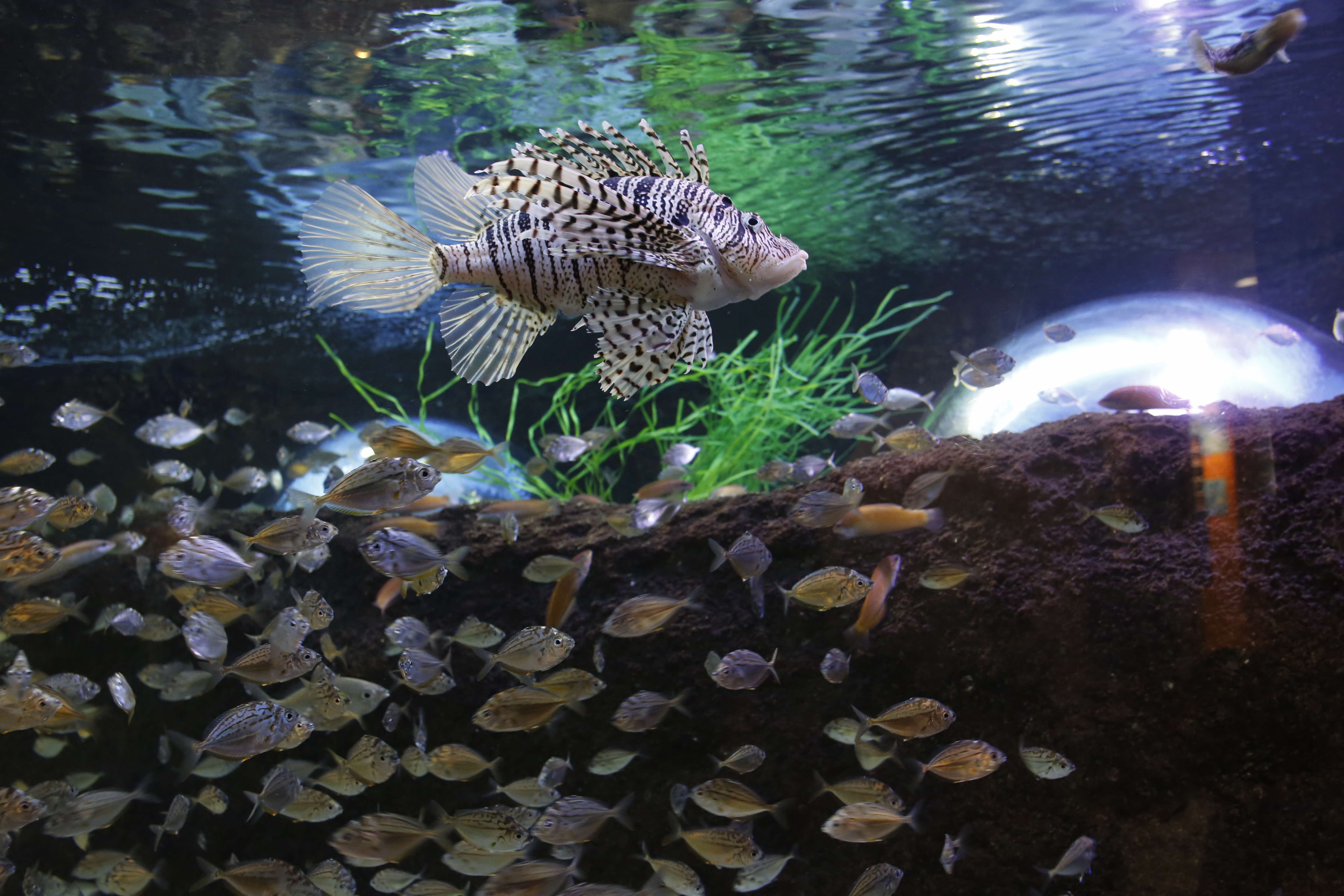 島根県立宍道湖自然館ゴビウス