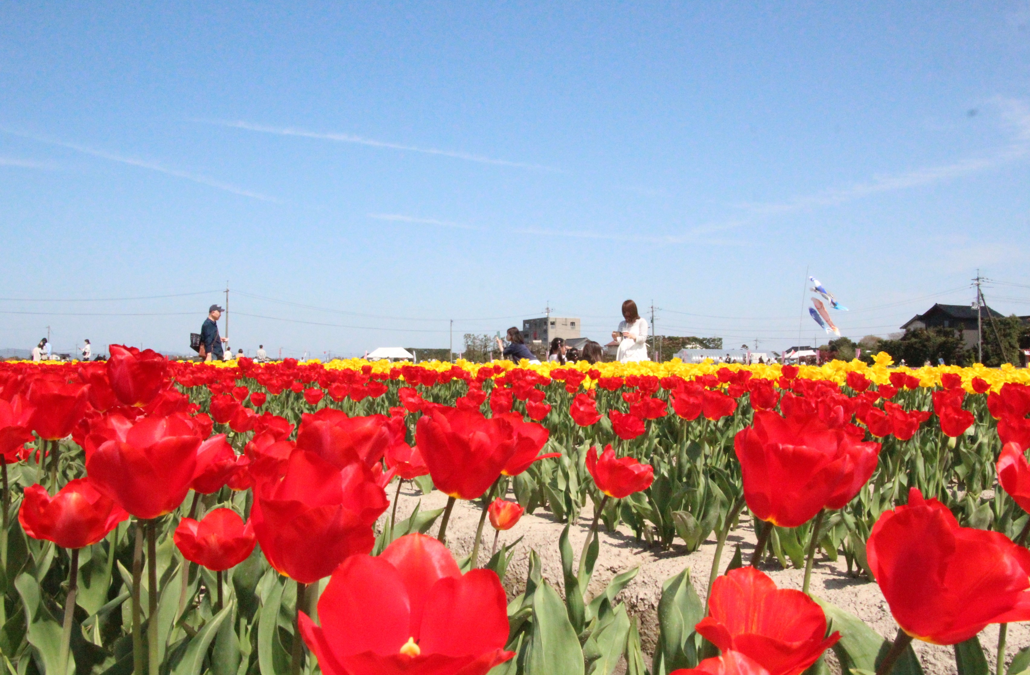 斐川チューリップ祭り（4月）
