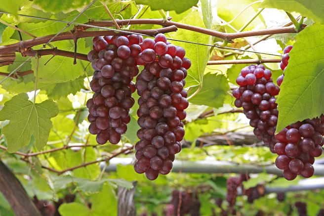 ぶどう
