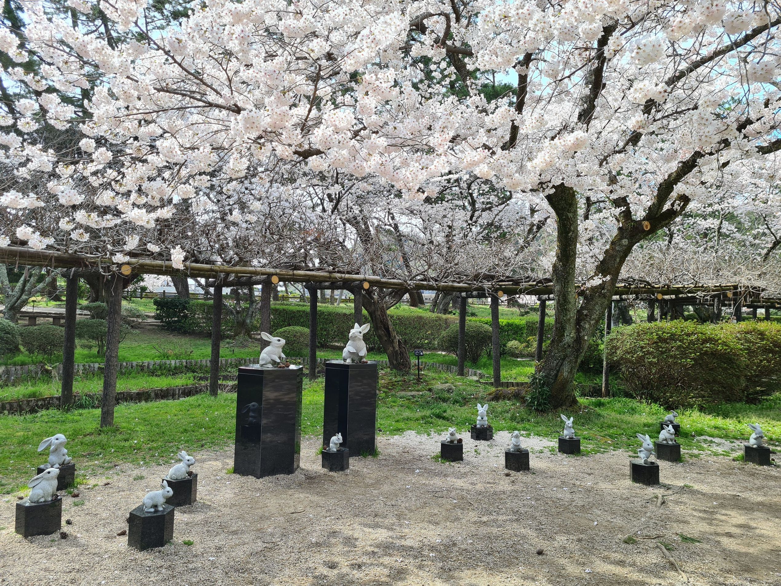 桜・花見（3～4月）