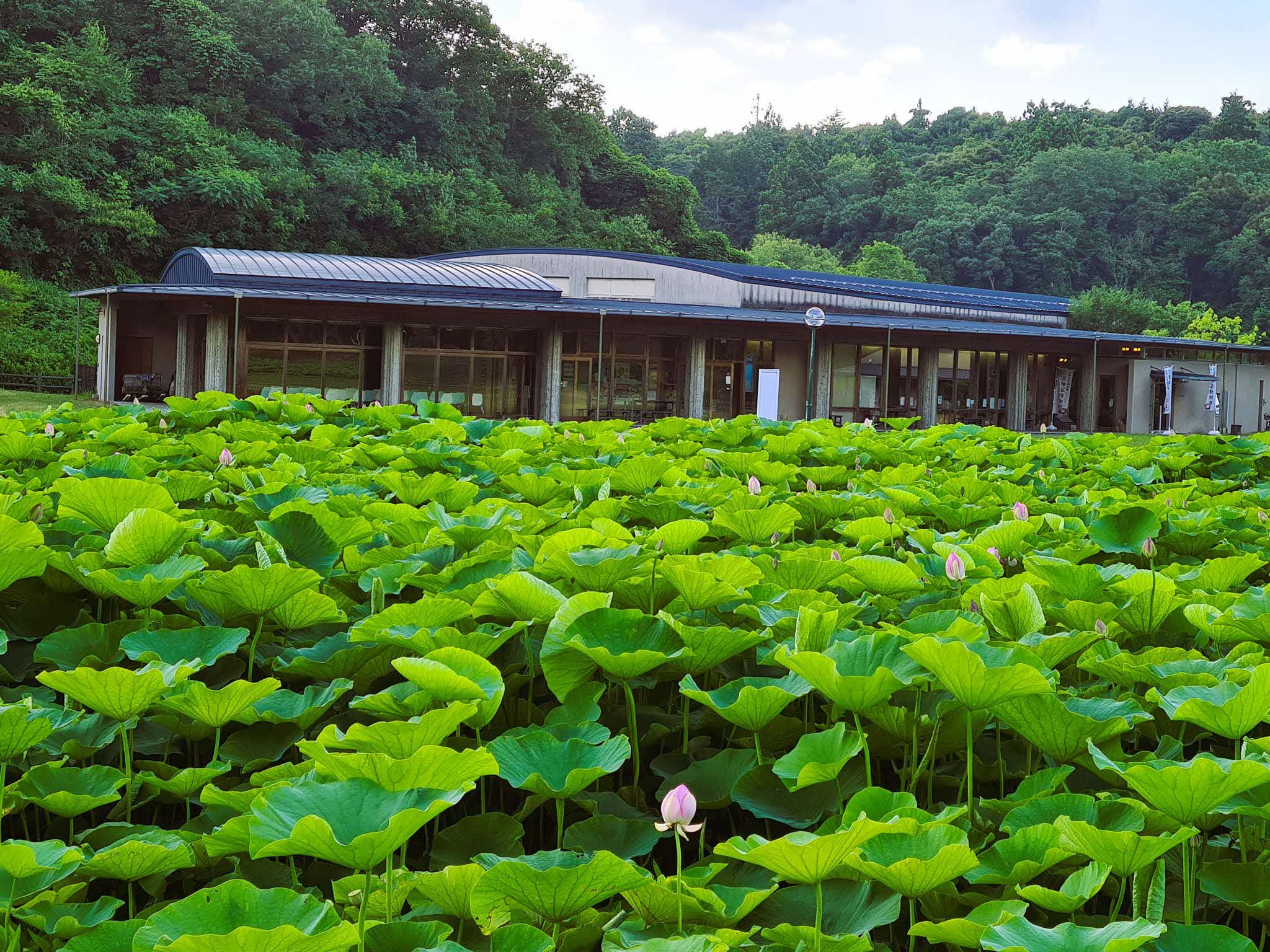 荒神谷遺跡博物館